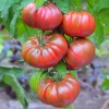 Solanum lycopersicum 'Amur Tiger' - Harilik tomat 'Amur Tiger' P9/0,55L